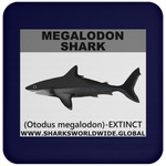 SSP MEGALODON C