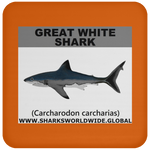 SSP GREAT WHITE C