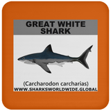 SSP GREAT WHITE C