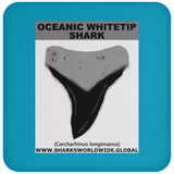 GR OCEANIC WT T C