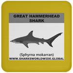SSP G HAMMER C