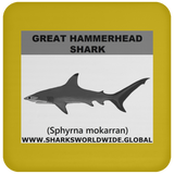 SSP G HAMMER C