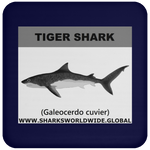 SSP TIGER SHARK C