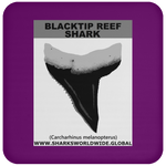 GR BLACKTIP REEF T C