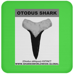 GR OTODUS T C