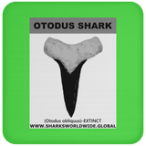 GR OTODUS T C