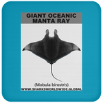 G OCEANIC MANTA C