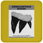 GR XENACANTHUS T C