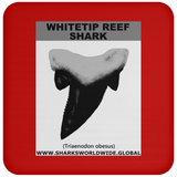 GR WHITETIPR T C