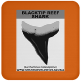 GR BLACKTIP REEF T C
