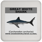 SSP GREAT WHITE C