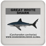 SSP GREAT WHITE C