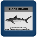 SSP TIGER SHARK C