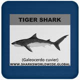 SSP TIGER SHARK C
