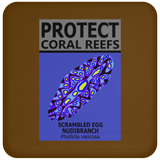 PCRS S EGG C