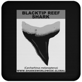 GR BLACKTIP REEF T C