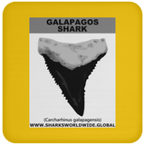 GR GALAPAGOS T C