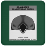 GR SCAL BONN J C