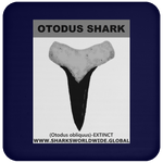 GR OTODUS T C