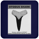 GR OTODUS T C