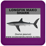 SSP LONGFIN C