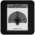 GR SCAL BONN J C