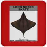 LONG NOSED SKATE C