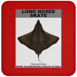 LONG NOSED SKATE C