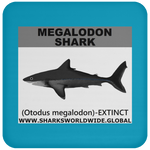 SSP MEGALODON C