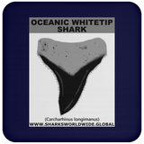 GR OCEANIC WT T C