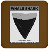 GR WHALE S T C