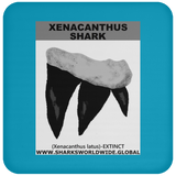 GR XENACANTHUS T C