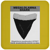 GR MEGALOLAM T C