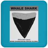 GR WHALE S T C