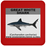 SSP GREAT WHITE C