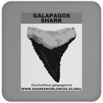 GR GALAPAGOS T C