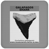GR GALAPAGOS T C