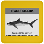 SSP TIGER SHARK C