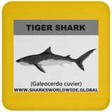 SSP TIGER SHARK C