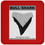 GR BULL SHARK T C