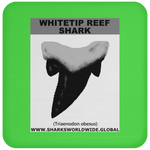 GR WHITETIPR T C