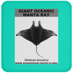 G OCEANIC MANTA C
