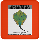 GR BS RIBBONTAIL C