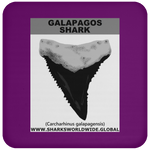GR GALAPAGOS T C