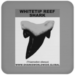 GR WHITETIPR T C