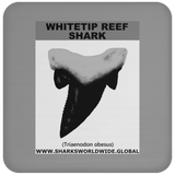GR WHITETIPR T C