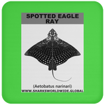 SPOTTED EAGLE RAY C