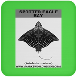 SPOTTED EAGLE RAY C