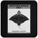 SPOTTED EAGLE RAY C