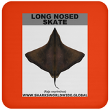 LONG NOSED SKATE C